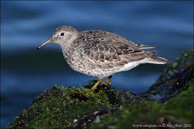 Attēlu rezultāti vaicājumam “Calidris maritima”