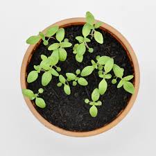 Image result for Bohnenkraut