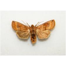 Attēlu rezultāti vaicājumam “Cyclophora annularia”