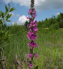 Image result for Lythrum salicaria