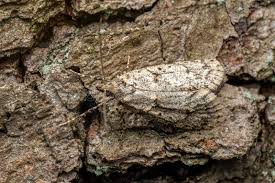 Attēlu rezultāti vaicājumam “Diurnea fagella”