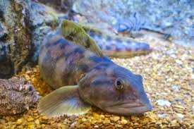 Image result for Zoarces americanus