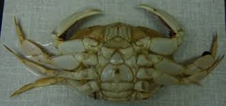 Image result for Metacarcinus magister