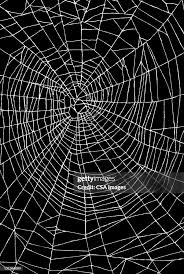 Image result for web patterns