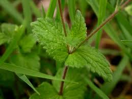 Image result for Veronica chamaedrys