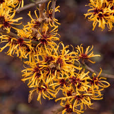 Attēlu rezultāti vaicājumam “Hamamelis mollis”