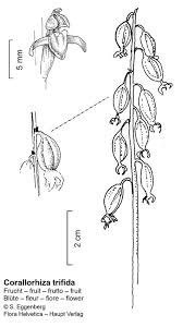 Attēlu rezultāti vaicājumam “Corallorhiza trifida fruit”