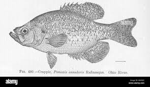 Image result for Pomoxis annularis