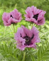 Image result for Papaver orientale