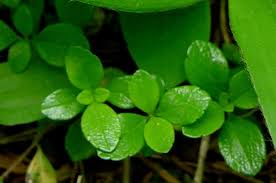 Attēlu rezultāti vaicājumam “Linnaea borealis leaf”