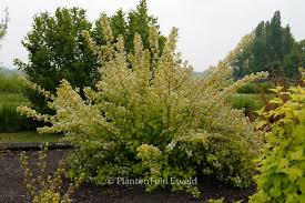 Attēlu rezultāti vaicājumam “Physocarpus opulifolius”