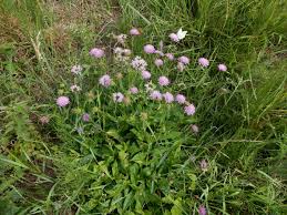 Image result for Knautia dipsacifolia