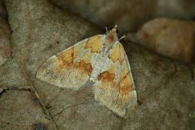 Attēlu rezultāti vaicājumam “Pennithera firmata”