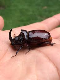 Attēlu rezultāti vaicājumam “Oryctes nasicornis”