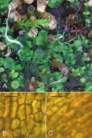 Attēlu rezultāti vaicājumam “Harpanthus flotovianus cells”