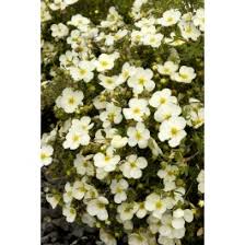 Attēlu rezultāti vaicājumam “Potentilla arenaria”