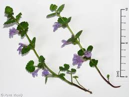 Image result for Glechoma hederacea