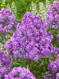 Image result for Phlox (großblumig)
