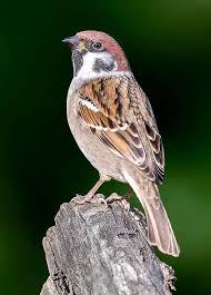 Image result for Passer montanus