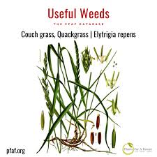 Attēlu rezultāti vaicājumam “Elytrigia repens”