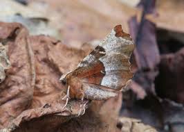 Attēlu rezultāti vaicājumam “Selenia tetralunaria”