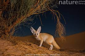 Attēlu rezultāti vaicājumam “Vulpes zerda”