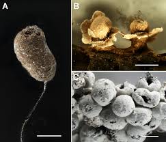 Attēlu rezultāti vaicājumam “Diderma deplanatum”