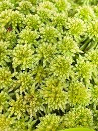 Attēlu rezultāti vaicājumam “Sphagnum riparium”