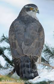 Attēlu rezultāti vaicājumam “Accipiter gentilis”