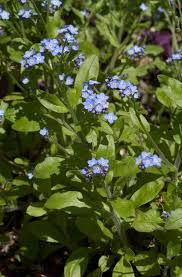Image result for Myosotis sylvatica