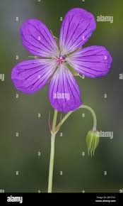 Attēlu rezultāti vaicājumam “Geranium sylvaticum bud”