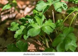 Attēlu rezultāti vaicājumam “Sanicula europaea leaf”