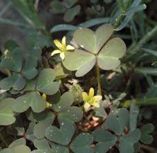 Attēlu rezultāti vaicājumam “Oxalis corniculata fruit”