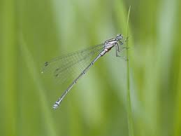 Attēlu rezultāti vaicājumam “Ischnura pumilio”