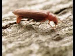 Attēlu rezultāti vaicājumam “Hylecoetus dermestoides male”