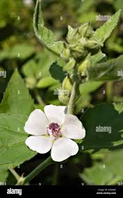 Attēlu rezultāti vaicājumam “Malvaceae”