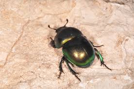 Attēlu rezultāti vaicājumam “Trypocopris vernalis”