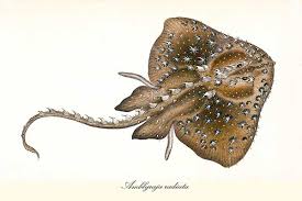 Image result for Amblyraja radiata