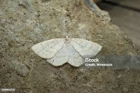 Attēlu rezultāti vaicājumam “Cabera exanthemata female”