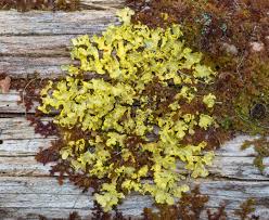 Attēlu rezultāti vaicājumam “Vulpicida pinastri”