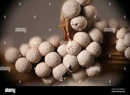 Attēlu rezultāti vaicājumam “Badhamia lilacina”