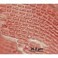 Attēlu rezultāti vaicājumam “Hildenbrandia rivularis”