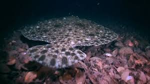 Image result for Scophthalmus maximus