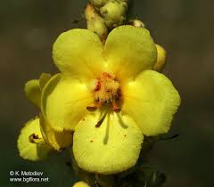 Image result for Verbascum densiflorum