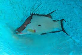 Image result for Lachnolaimus maximus