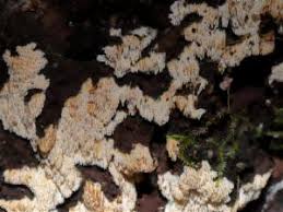 Attēlu rezultāti vaicājumam “Hyphodontia barba-jovis”