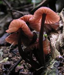 Attēlu rezultāti vaicājumam “Mycena viscosa”