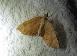 Attēlu rezultāti vaicājumam “Eulithis sp.”