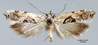 Attēlu rezultāti vaicājumam “Ypsolopha asperella”