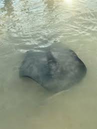 Image result for Styracura pacifica